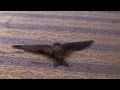 Common swift take off exercise