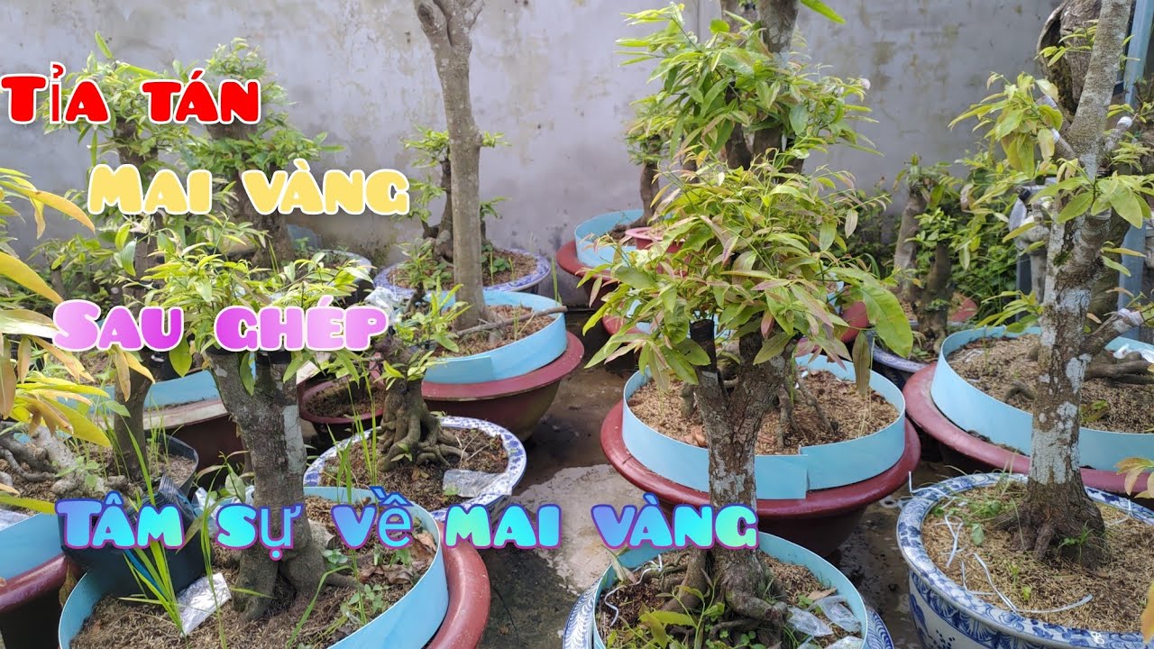 cách tỉa cành bỏ chi sau ghép và tâm sự về cây mai vàng || Bonsai nam bộ