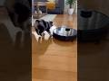 Herding instincts kicked in!🐑🤖#shorts#aussiepuppy#puppyvsvacuum#funnydogs#herdingdog#puppylove