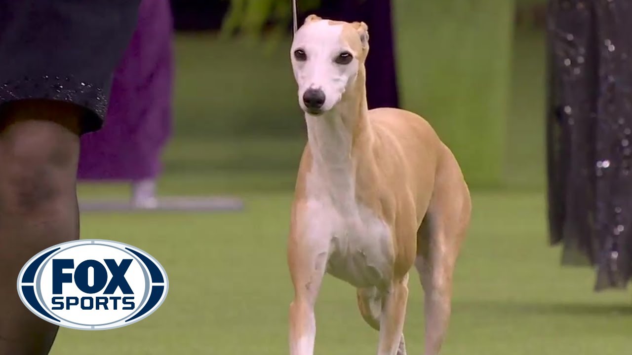 Westminster dog show 2021: Bourbon the whippet, Wasabi the ...