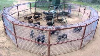 30' Hog Trap T A C  Trap 2013