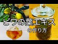 【ビワの葉エキス（チンキ）】の作り方　殺菌・消毒に　民間療法（自然療法）How to make loquat leaf extract.Japanese folk remedies