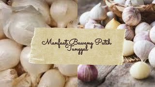 Beberapa Manfaat Bawang Putih Tunggal yang perlu Diketahui ....