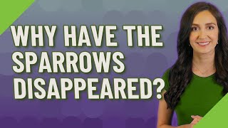 Why have the sparrows disappeared?