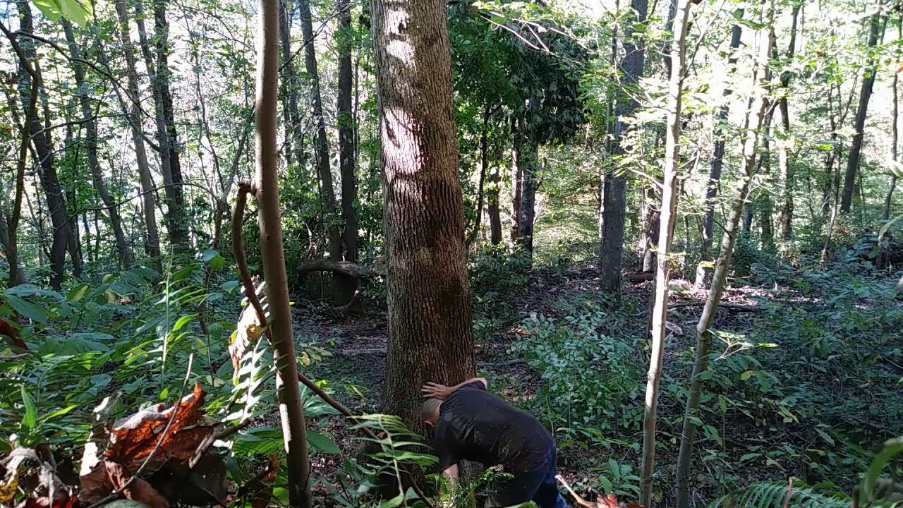 Oak sale for felled tree