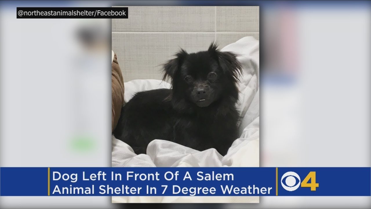Dog Found Tied To Bench Outside Animal Shelter In Freezing Cold