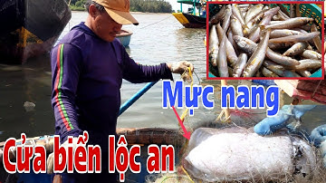 Cửa biển lộc an nhiều tàu ghe thuyền đánh bắt hải sản # Hải 86 vlog