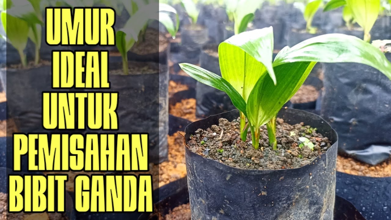 Umur yang pas untuk pemisahan bibit ganda/kembar double tune