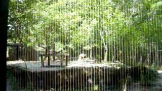 African Hunting Dogs - KC Zoo