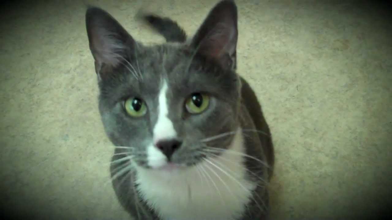 petco hours Kitteh Has Puss in Boots Secret Weapon Eyes