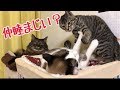 仲睦まじいと思ったら…の巻【うちの子4にゃんず】