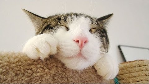 Mon 6th Jan: Polyphasic Sleep