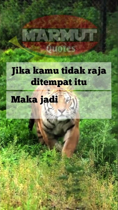 Jadilah seperti harimau❗kata kata motivasi terbaru #harimau #mingguceria #raja