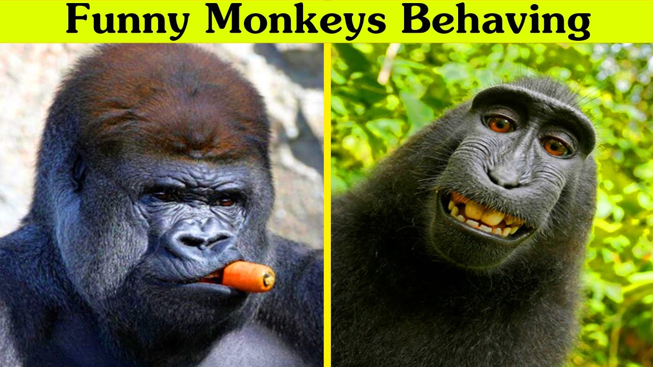 Hilarious Monkeys Behaving Like Humans - Try Not To Laugh Challenge ...