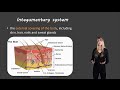 Integumentary System Quiz