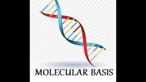 MOLECULAR BASIS OF INHERITANCE   PART 8