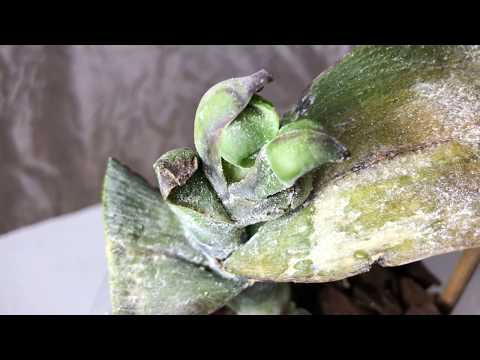 ფუზარიოზი    მკურნალობა    6 დღის შემდეგ  ნაწილი #3