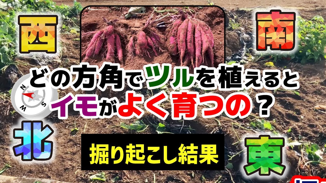 ビックリ現象！】植え付けた方向でサツマイモの生育は変わるのか？収穫