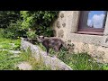 Dim 19052024  un beau dimanche matin avec gigi et ulky  rescuecatsanddogs lozere