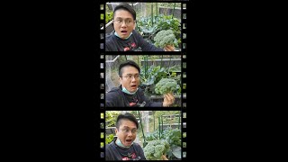 西蘭花 Broccoli 成長片段 多次收穫