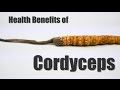 HEALTH BENEFITS OF CORDYCEPS