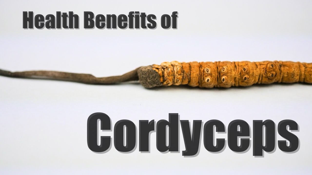 What is Cordyceps What is Cordyceps