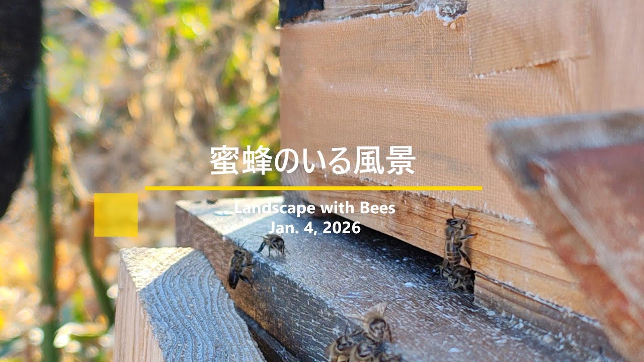 蜜蜂のいる風景 | Jan.4.2026