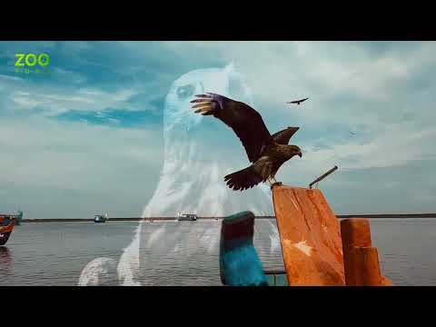 The Story of Eagle - Zoo Tube