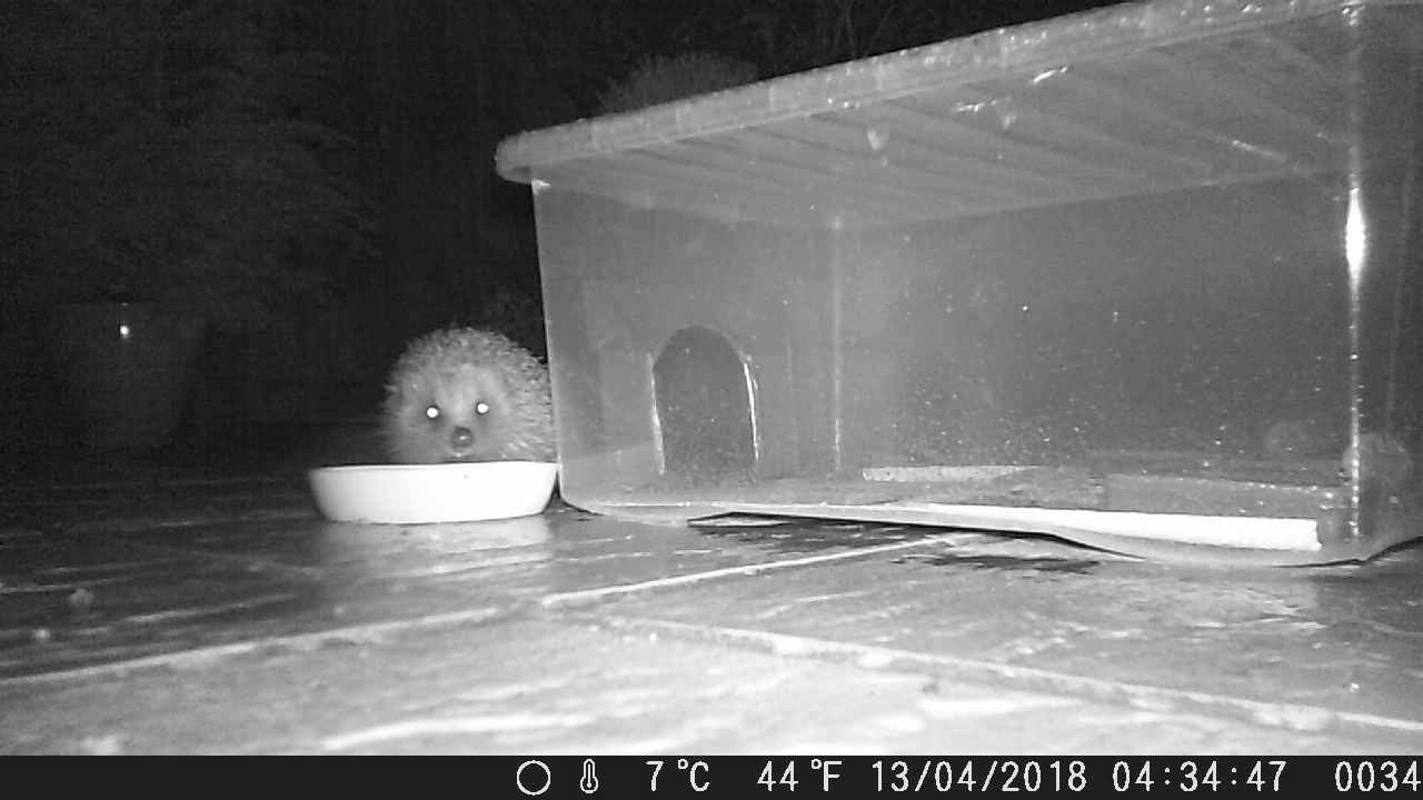 Snouty Looking Directly Into Camera