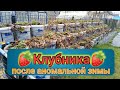 🍓 🍓 🍓 Клубника в трубах, вёдрах и на буграх после аномальной зимы. Belklubnika.by