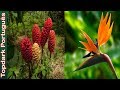 10 Plantas exóticas mais usadas em jardins tropicais