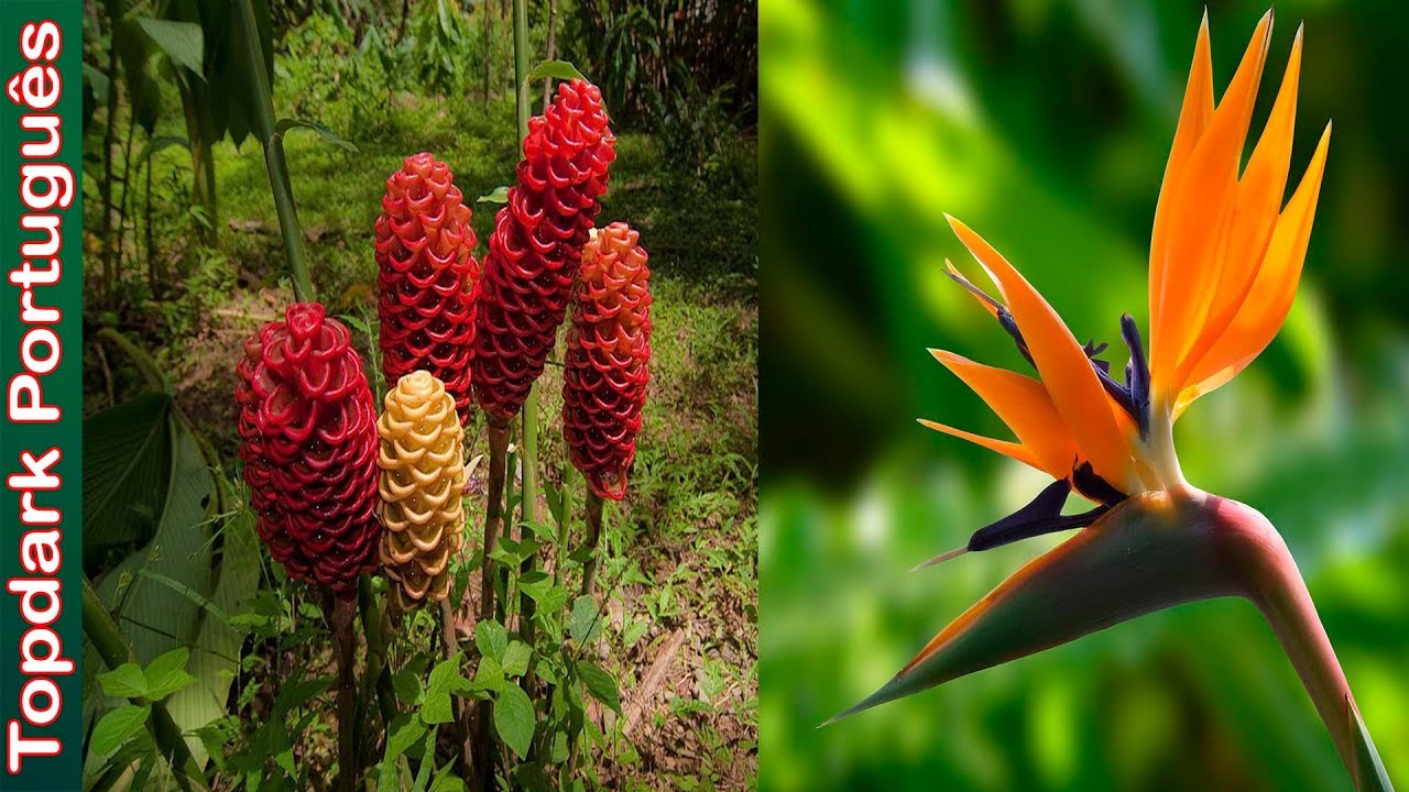 10 Plantas exóticas mais usadas em jardins tropicais - thptnganamst.edu.vn