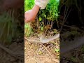 Fast Hands! Hidden Skills of a Farmer #shorts