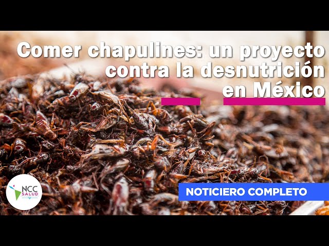 Comer chapulines: un proyecto contra la desnutrición en México | 182 | 29 enero - 04  febrero 2024