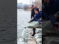 Amazing! Hundreds of Carp Released into the River at Once 🐟🌊