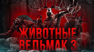 Биология монстров Ведьмак 3 | Ч.1 | Спекулятивная биология