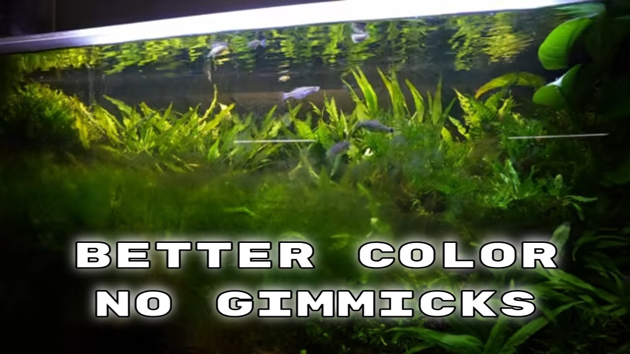 The Secret to Incredible Color in Your Fish