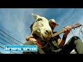 Hazel The Donkey Take 5 (Music for Animals w/Christopher Ameruoso)