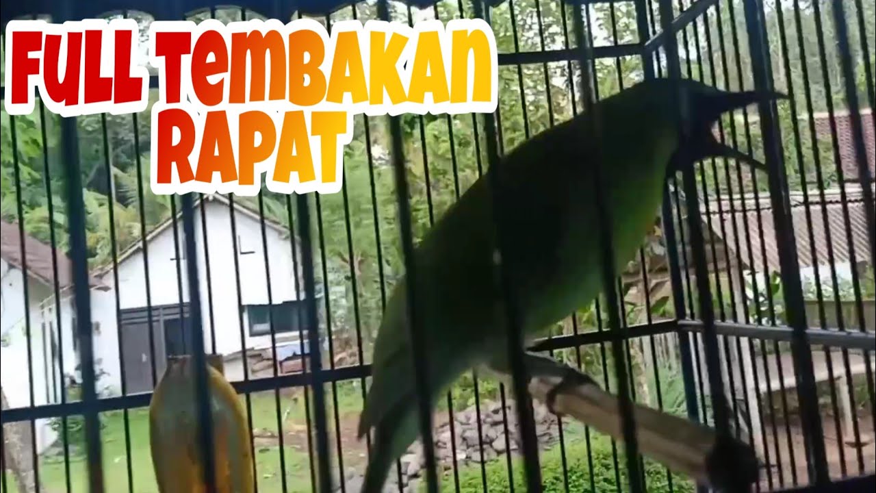 CUCAK IJO FULL TEMBAKAN - YouTube