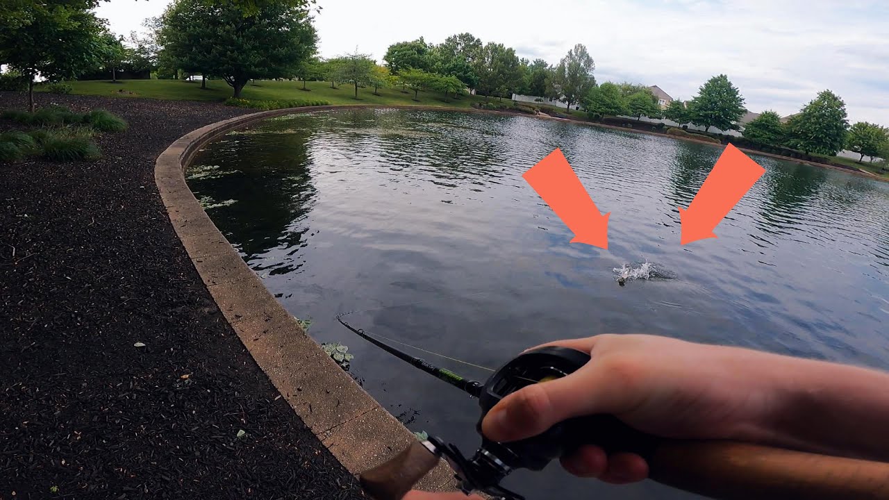 This URBAN Pond Is INFESTED With Bass #fishing #bassfishing