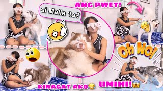 Guess The Dog Blindfolded Challenge! | MAY NAG IHI NA! | Husky Pack TV