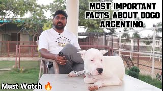 Most Important Facts About Dogo Argentino  | Must Watch | All About Dogo Argentino| #dogoargentino