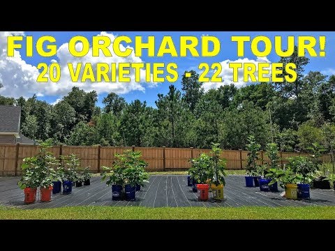 Complete Fig Orchard Tour - 20 Varieties (July 2019)