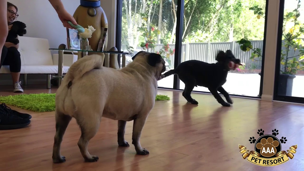 Dog Boarding Coastal Holidays With Dogs Pet Spa Holiday Pet