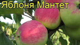 видео Яблоня Мельба – описание сорта, посадка, уход, хранение плодов.