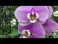 Грандиозная уценка орхидей в Бауцентре !) Купила чудо чУдное))))