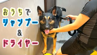 大型犬でも速乾のドライヤー買ったので、さっそくシェパードをお風呂に入れてみました【German Shepherd Dog】 We've Just Got A Powerful Dog Dryer!