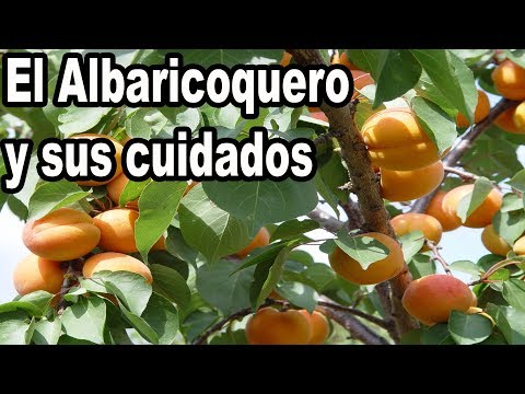 Video: Apricot Fruit Tree Spray: qué rociar sobre los albaricoqueros en el jardín