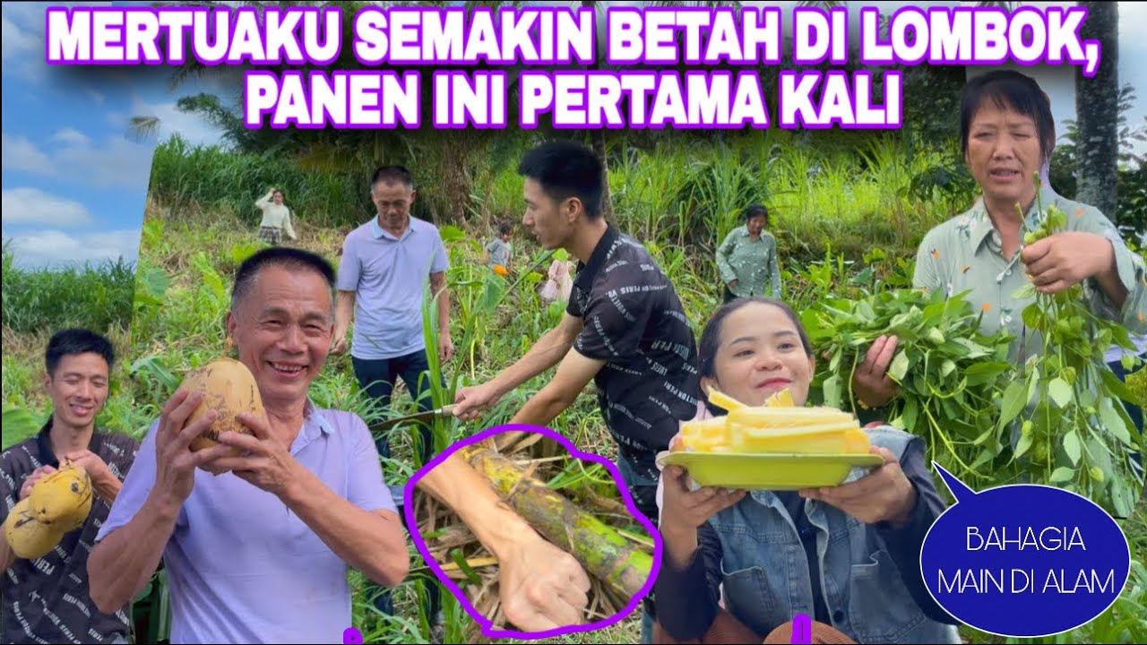 MAKIN BETAH DI LOMBOK, PAPA MAMA  ANTUSIAS BANGET PANEN TEBU KANGKUNG DAN KELAPA MUDA DI KEBUN