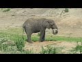 Elephant digs a hole to find water in a dry riverbed